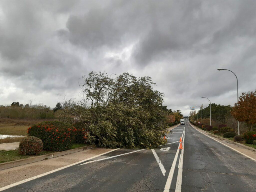 Árbol tumbado por el viento en Almazán. FOTO: Teresa Ágreda